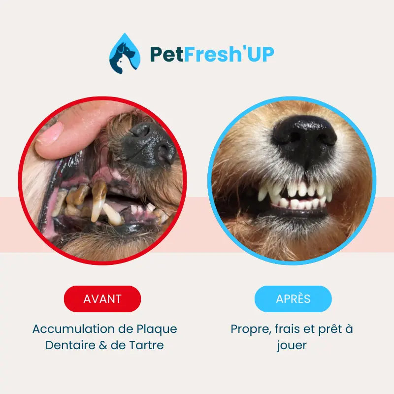 Fresh'Up™ Lingette Dentaire