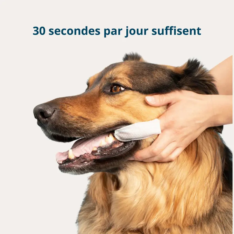 Fresh'Up™ Lingette Dentaire