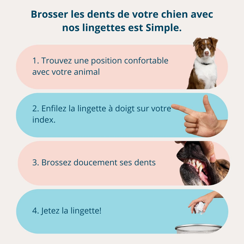 Fresh'Up™ Lingette Dentaire