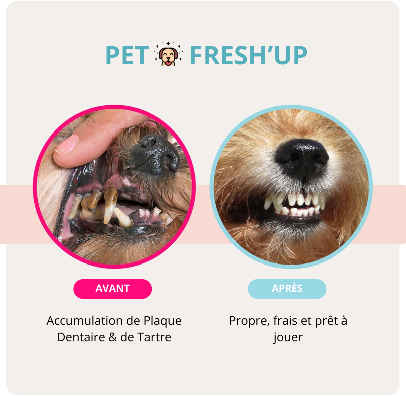 Fresh'Up™ Lingette Dentaire