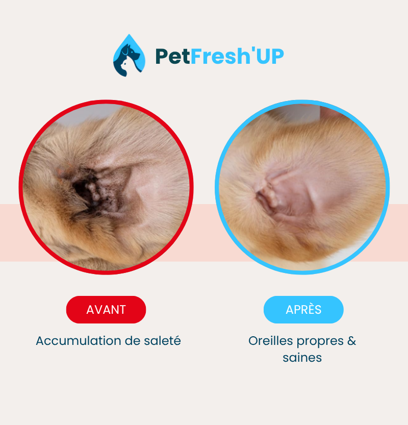 Fresh'Up™ Lingette Oreilles